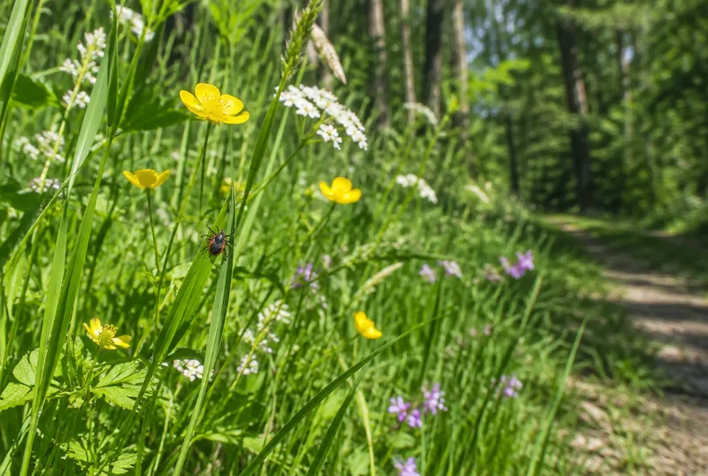 Frühlingszeit Parasitenzeit